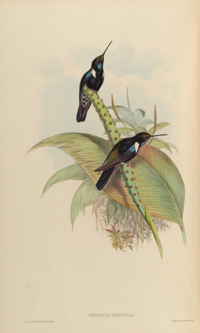 Coeligena prunellei by John Gould